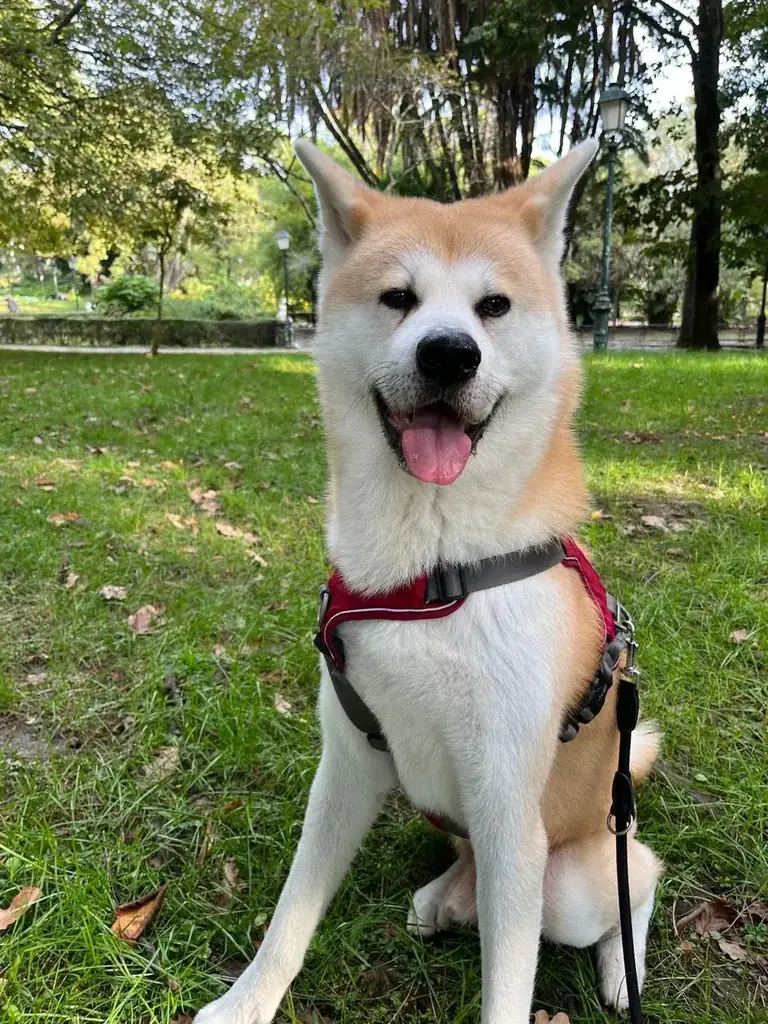 Cão ao ar livre, durante um passeio (dog walking)