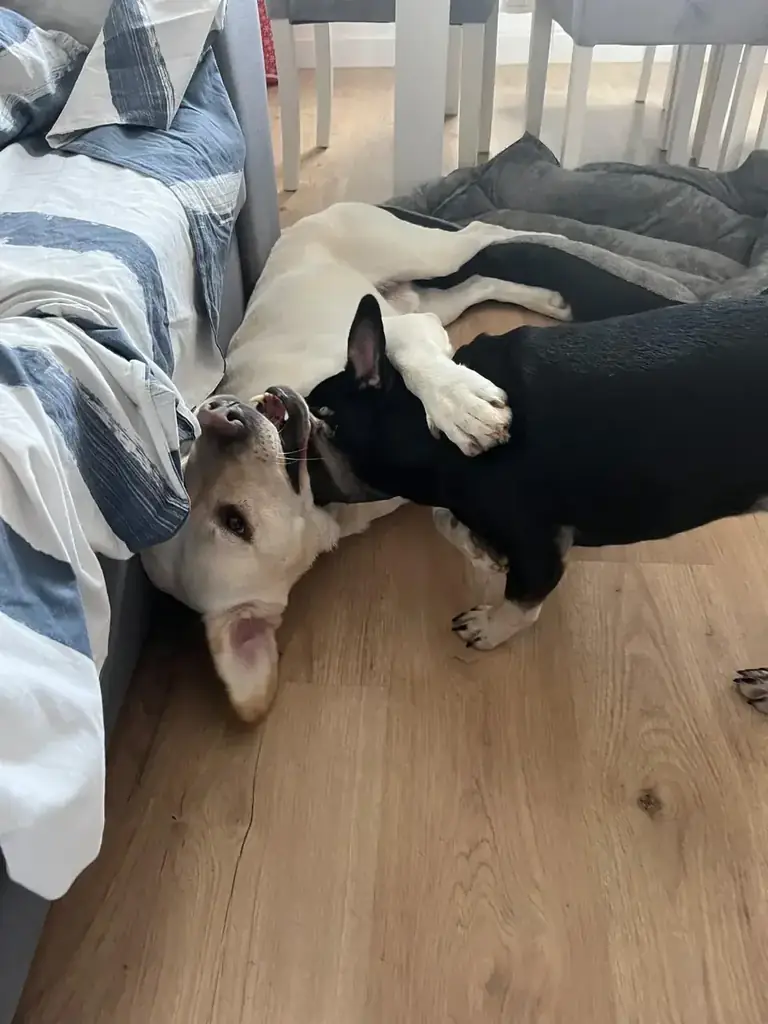 Cães a descansar juntos numa cama, durante o alojamento (pet boarding)