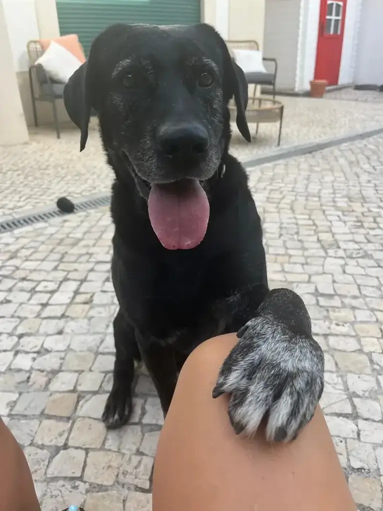 Gatos de estimação em casa, durante uma visita de pet sitting